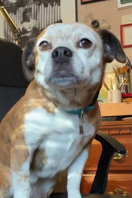 Dorothy the Dog profile photo