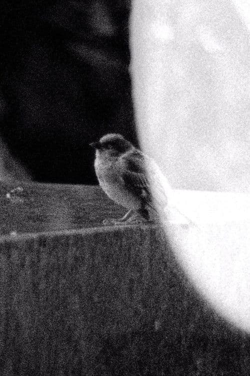 an inimitable place called home poster