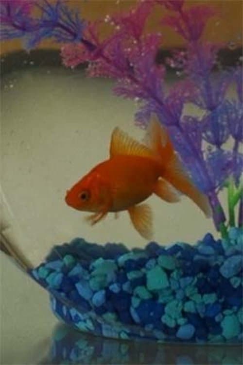 Herminio el Pez profile photo