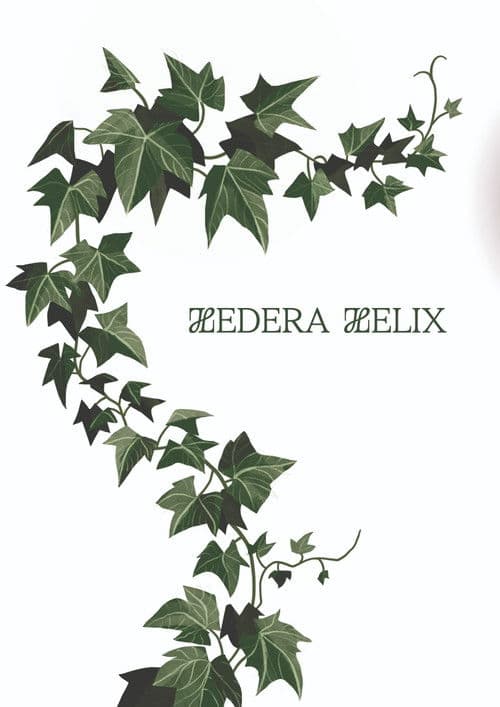 Hedera Helix poster