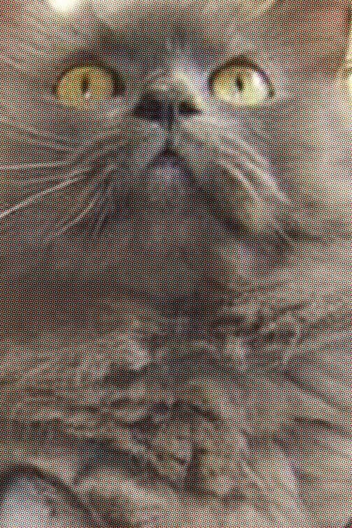 Monstro Cat profile photo