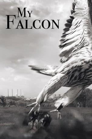 My Falcon poster