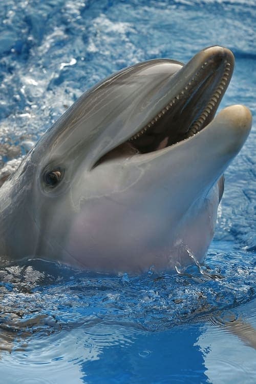 Winter The Dolphin profile photo