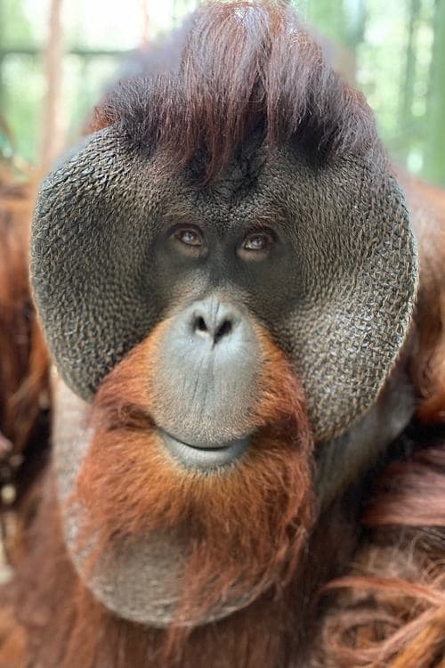 Sam the Orangutan profile photo