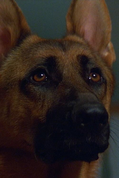 Primo the Dog profile photo