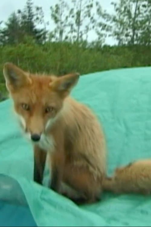 Champion the Fox profile photo