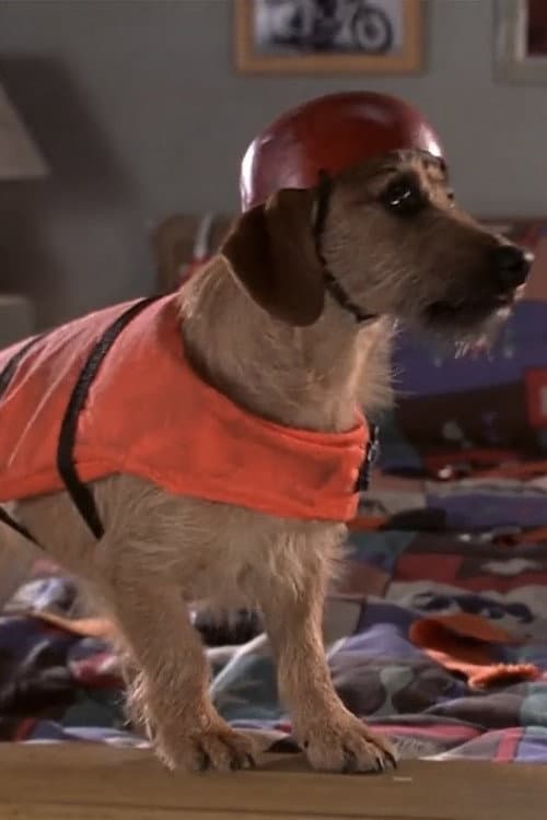 Dog profile photo