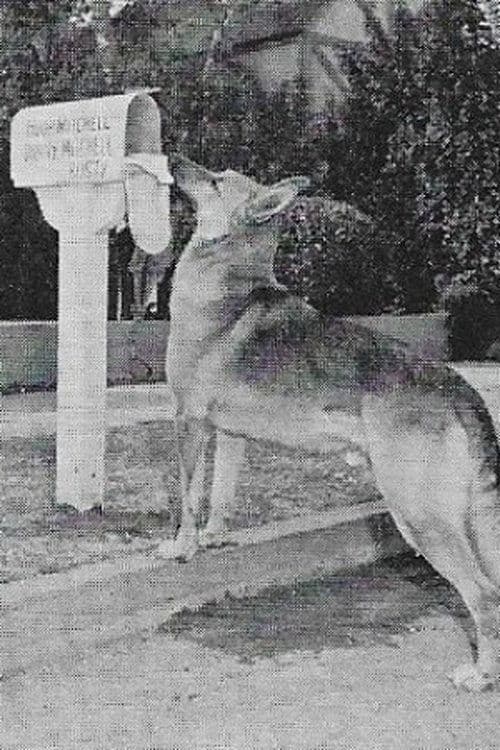 Flame the dog profile photo