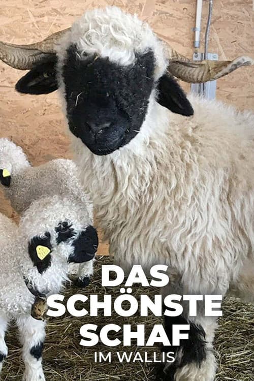 Das schönste Schaf im Wallis poster