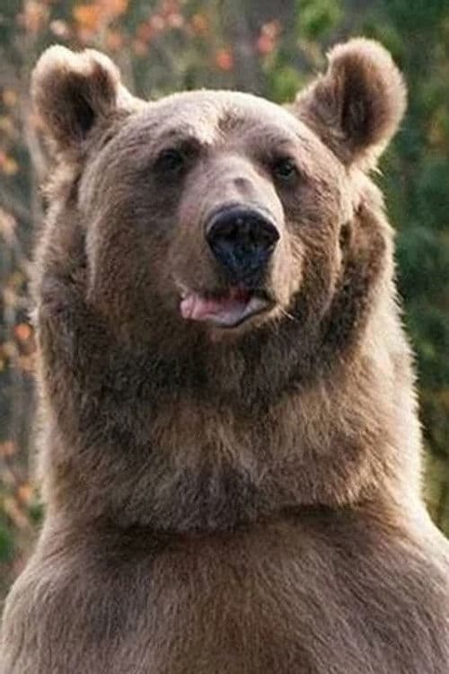 medved Stepa profile photo