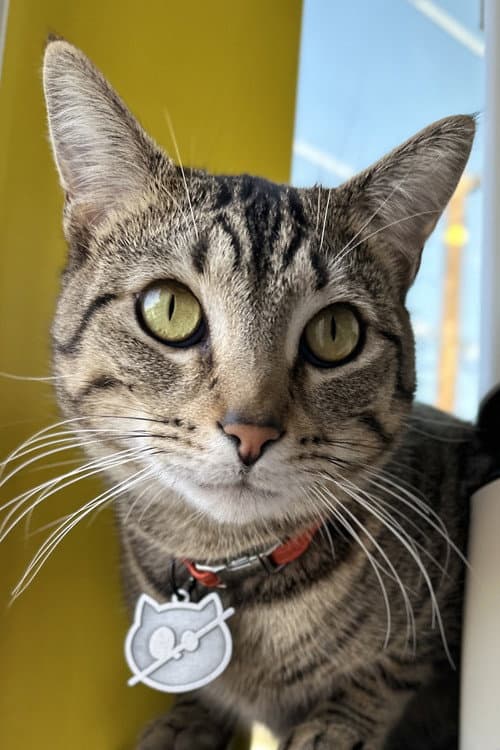 Wolfie The Cat profile photo