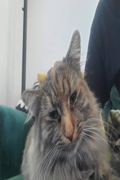 Penny the Cat profile photo