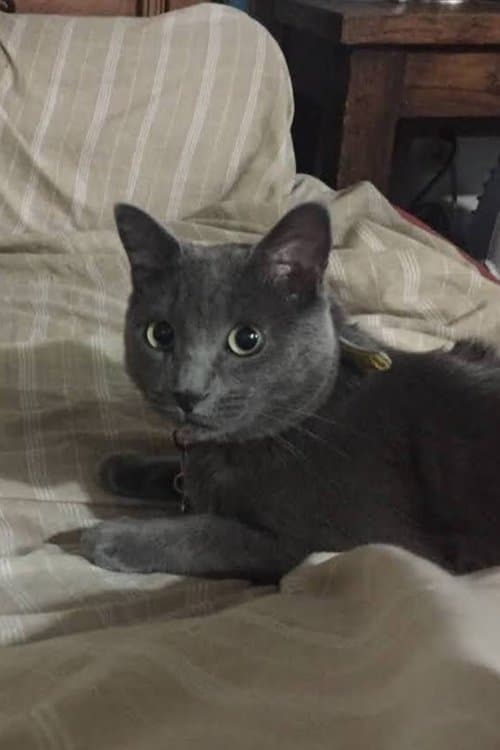 Cocteau profile photo