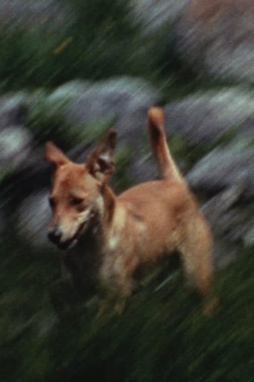 Beauty and the Beast poster