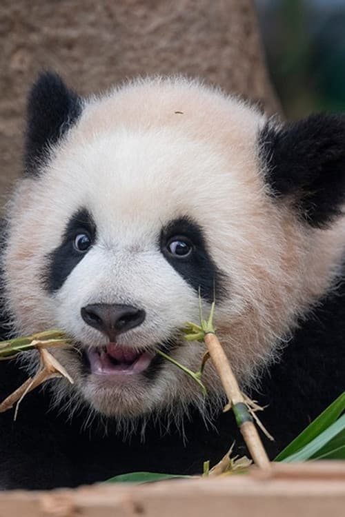 Rui Bao profile photo