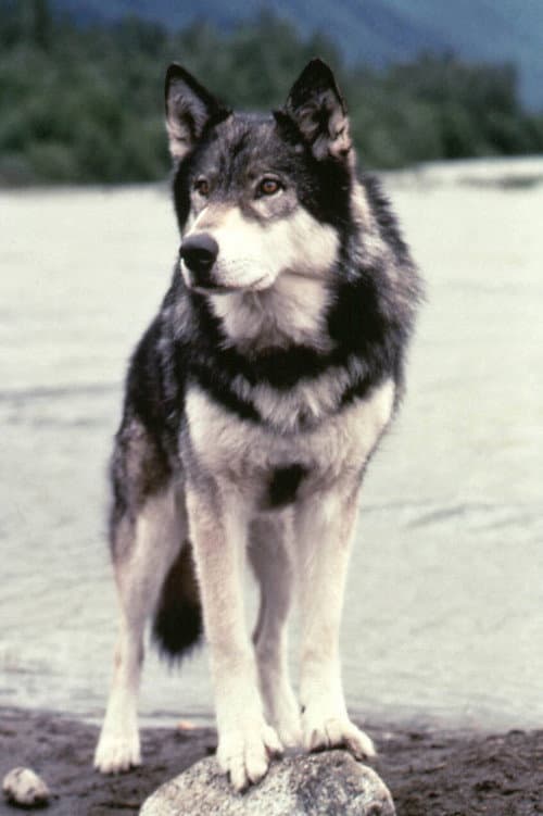 Jed the Wolfdog profile photo