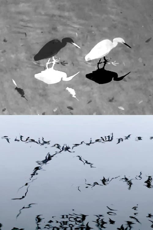 Animal Studies (Egret / Seagull Reflection / Midges / Spider / Swans in a Line) poster
