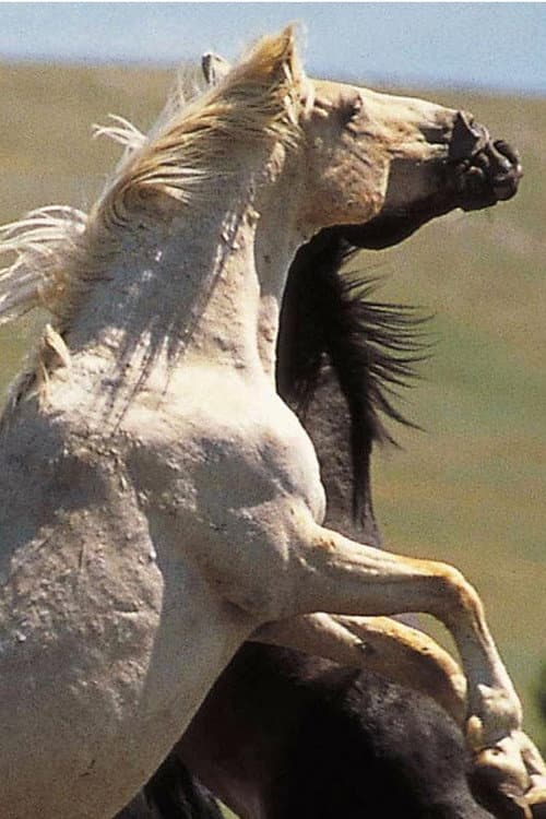 Cloud: Wild Stallion of the Rockies poster