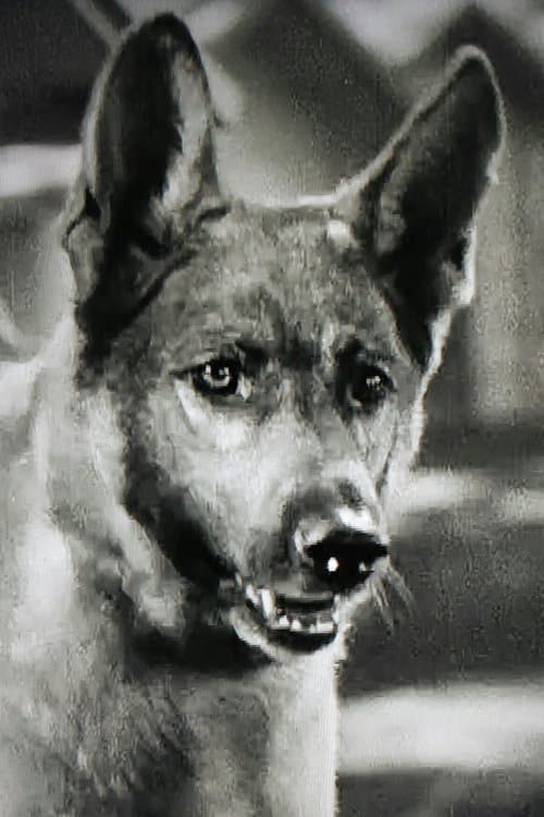 Grey Shadow profile photo