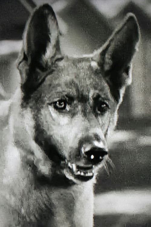 Grey Shadow profile photo