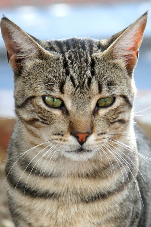 Frida Lopes profile photo