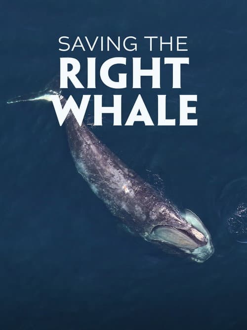 Saving the Right Whale poster