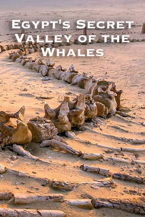 Egypt's Secret Valley of the Whales poster