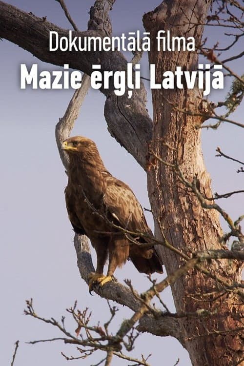 Mazie ērgļi Latvijā poster