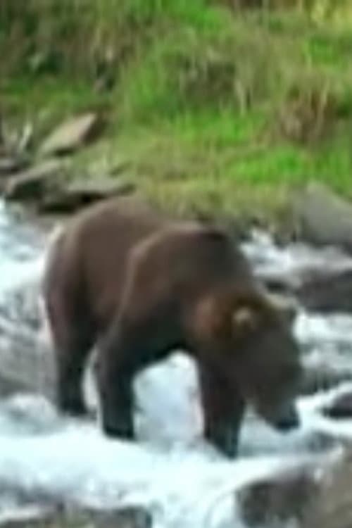 Olie the Bear profile photo
