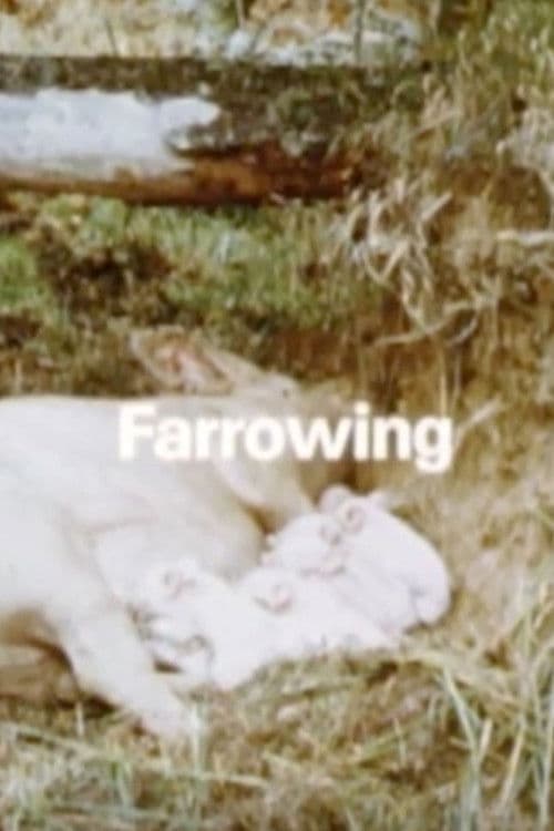 Behavior Of Domestic-Pigs In A Semi-Natural Pig-Park poster