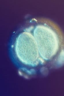 Sagan om Livet poster