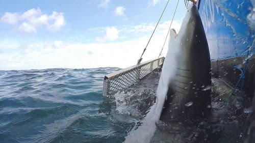 Blitzkrieg Sharks poster