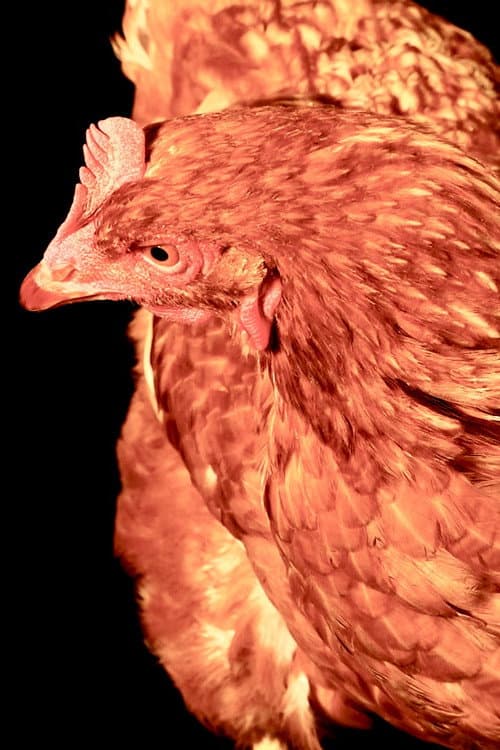The Chicken profile photo