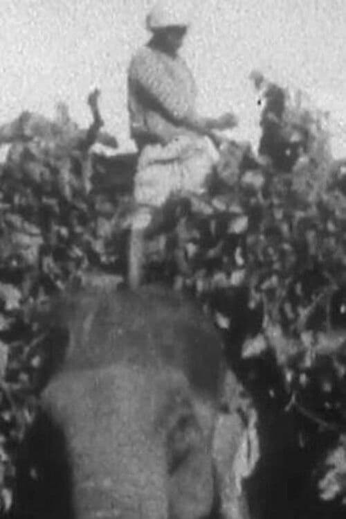 Indian Elephants in the Service of Man poster