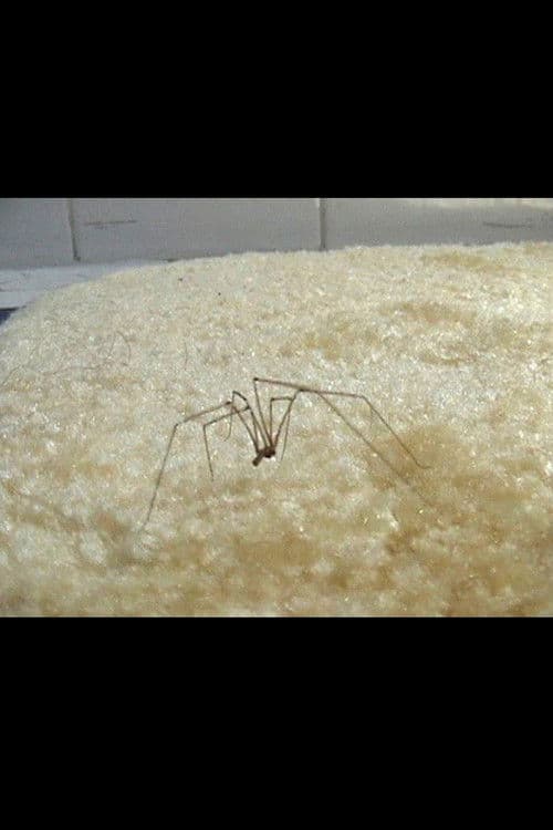 Coven of the Heathenites poster