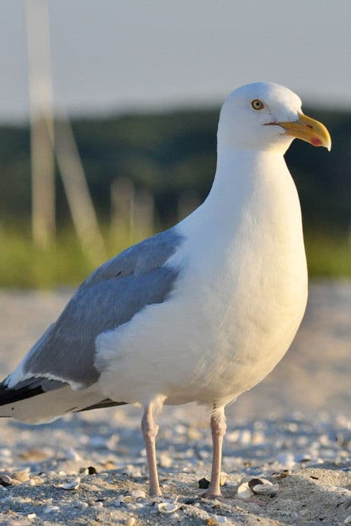 seagull profile photo