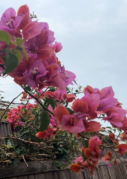 Scars Painted Over poster