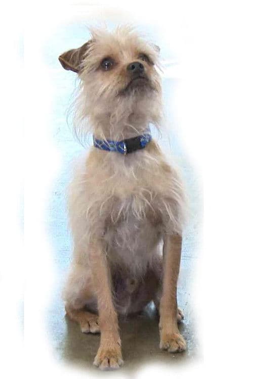 Pretty Little Doggie poster