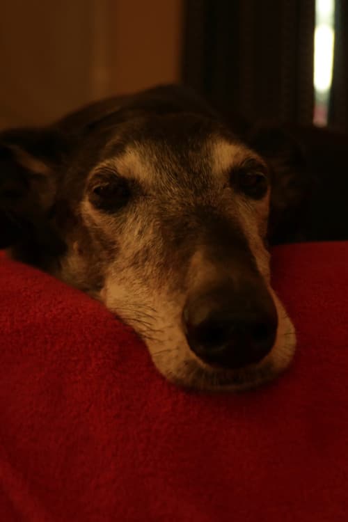 Bobby the dog profile photo