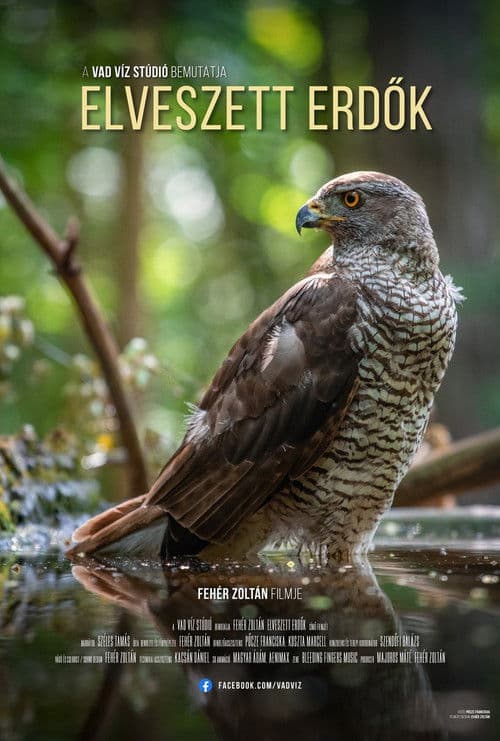 Elveszett erdők poster