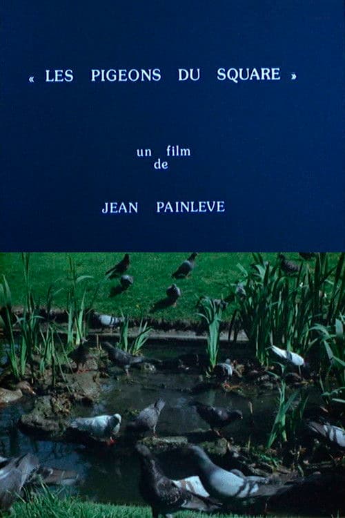 Pigeons in the Square poster