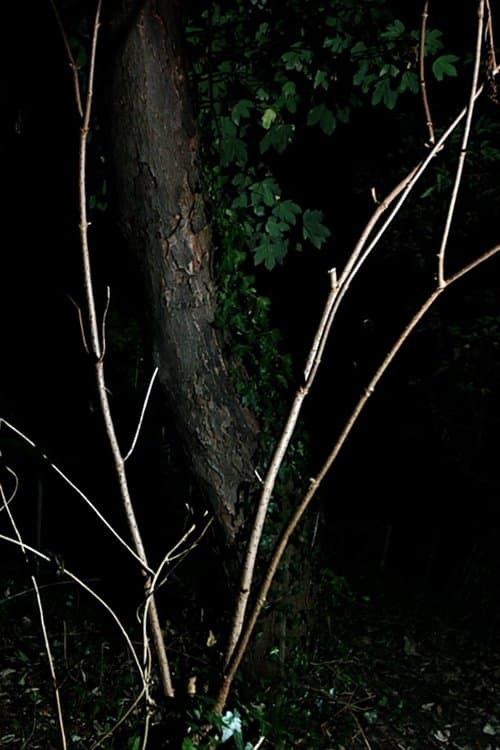 Cyclothymia of a Land poster