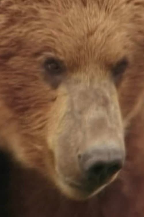 Rowdy the Bear profile photo