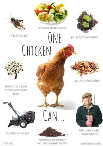 Permaculture Chickens poster