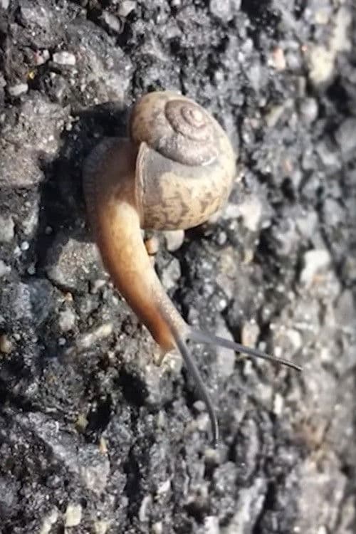 Hong Sangsoo – Winner of the Silver Bear for Best Screenplay poster