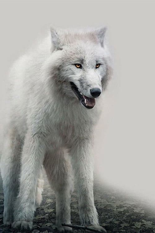 White Wolves Collection