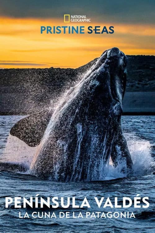 Península Valdés: La Cuna de la Patagonia poster