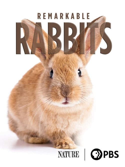 Remarkable Rabbits poster