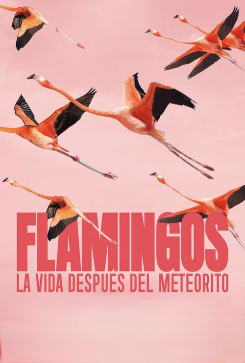Flamingos: Life After the Meteorite poster