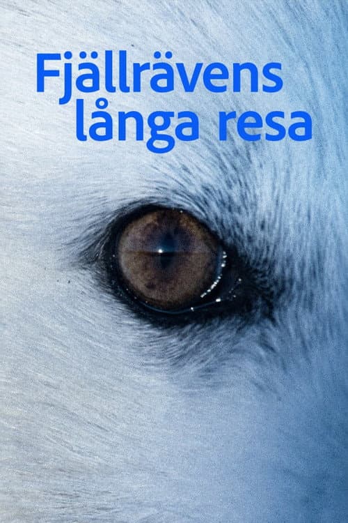 Fjällrävens långa resa poster
